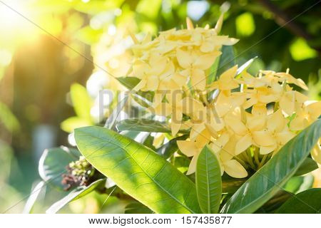Ixora Flower.yellow Spike Flower. King Ixora Blooming