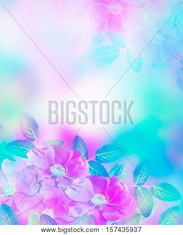 Summer landscape. Delicate wild rose garden flowers