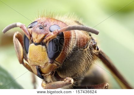 Macro shot of hornet or yellow jacket.