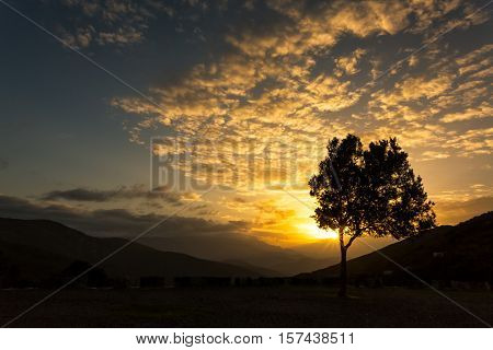 Olive Tree Silhouetted Against Sunset In Corsica