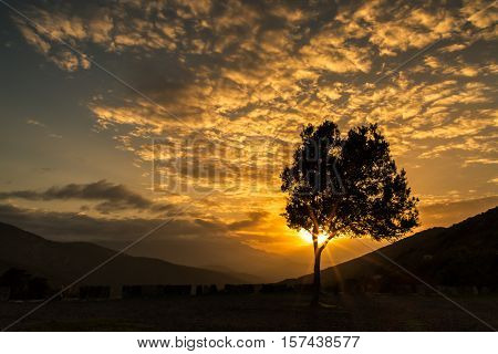 Olive Tree Silhouetted Against Sunset In Corsica