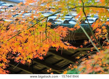 Kotoin Temple in autumn (Norther Kyoto, Japan)