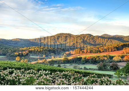 Autumn vineyard hills and flowers during sunset in Virginia