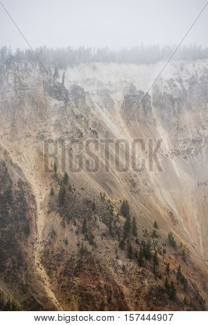 Grand Canyon of the Yellowstone during snowfall blizzard with pine trees