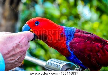 Parrot Tropical Bird