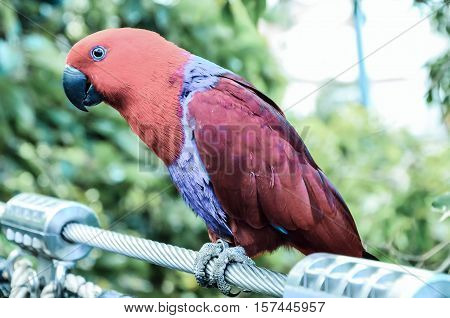 Parrot Tropical Bird