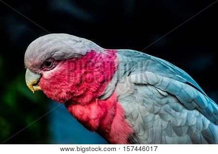 Parrot Tropical Bird