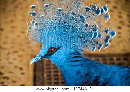 Parrot Tropical Bird