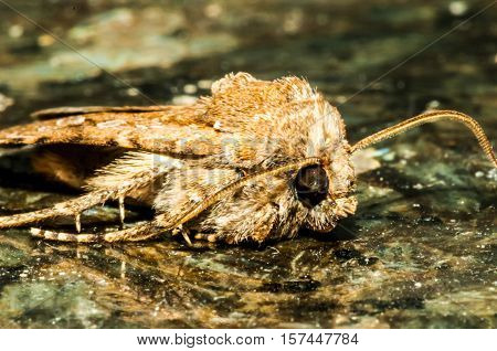 Night Insect Brown Moth