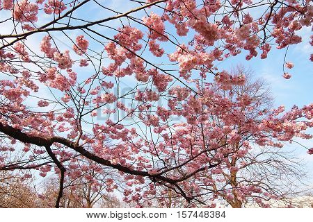 Cherry Blossoms in Olympiapark, Munich, Germany on daytime in summer