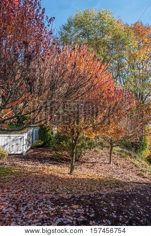 Trees explode with Autumn colors in a Burien Washington neighborhood.