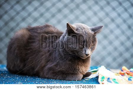 grey cat is sleeping outdoors in a sunny day