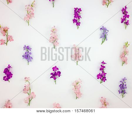 Summer or spring pattern with colorful toadflax flowers on white background. Meadow gentle pink blue and violet flowers. Flat lay top view view from above