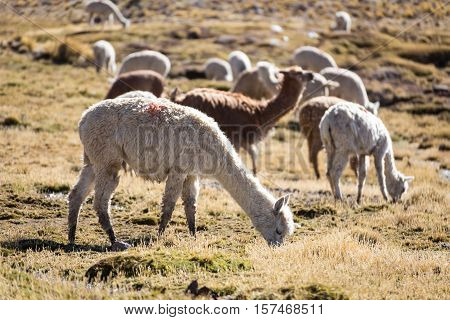 Herd of alpacas at Andes of Peru, en route to Puno