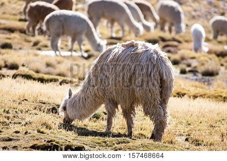 Herd of alpacas at Andes of Peru, en route to Puno