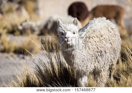 Herd of alpacas at Andes of Peru, en route to Puno