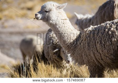 Herd of alpacas at Andes of Peru, en route to Puno