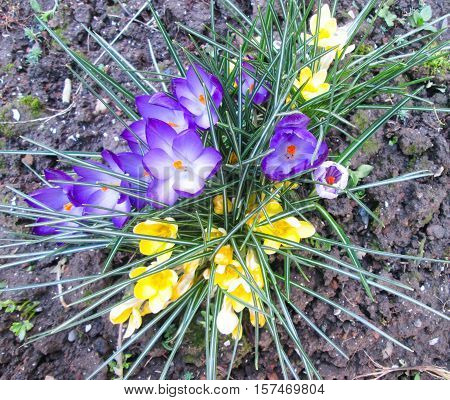 Bush Violet Flowers On A White Ground. Spring Flower Bed.