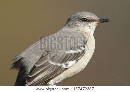 Northern Mockingbird (Mimus polyglottos) with a brown background