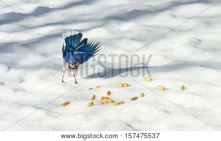 Springtime Blue Jay (Cyanocitta cristata)displays his feathers and colours while selecting a peanut on melting corn snow,  blue bird attracted by offerings of peanuts, a favourite treat.