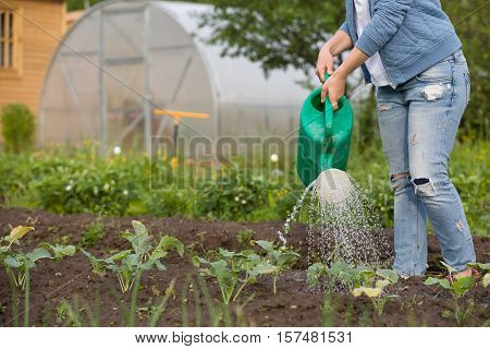 Woman watering plants in garden. Girl with green watering can. Gardening and agriculture concept.