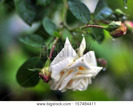 white rose with rain drops on the petals in the garden