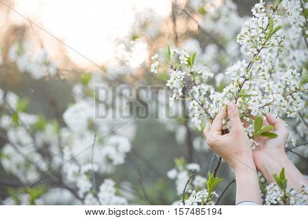 Closeup of woman's hands holding branch of blooming cherry tree in the park on a sunny day. Spring blossom in the garden.