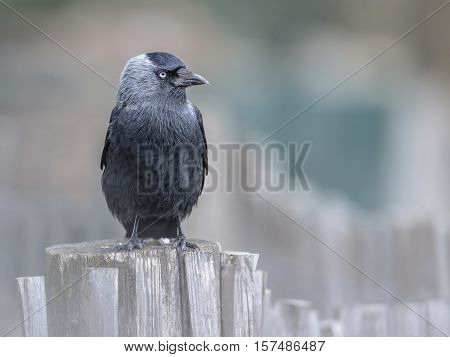 Western Jackdaw On A Garden Fence