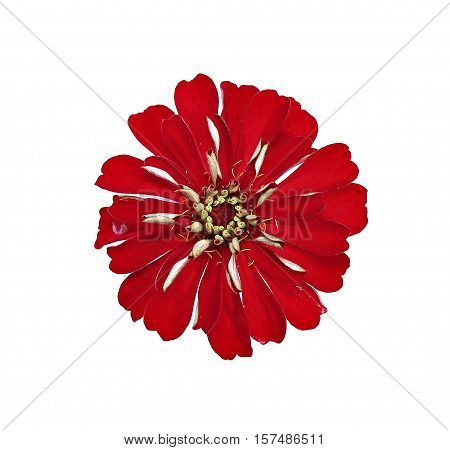 Bright red flower zinnia isolated on white background