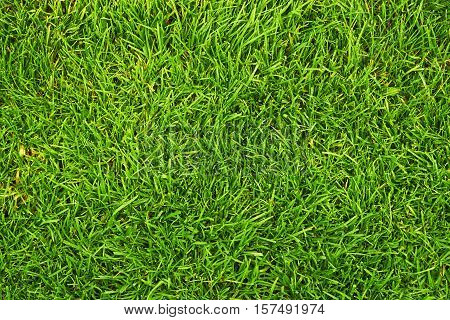 summer resh green grass as a background