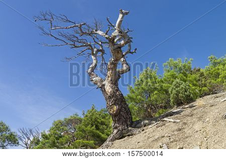 Dried relict pine against the blue sky. Crimea September.