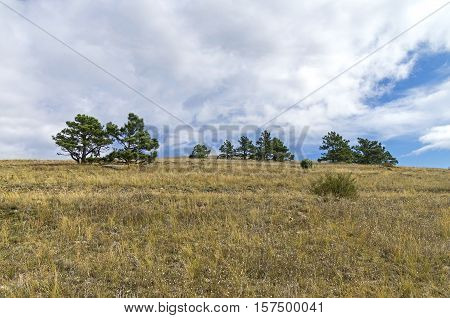 Relict pines on top of the mountain. Tokluk-Syrt Ridge Crimea. September.