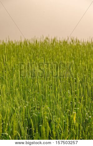 on a green lawn in the early foggy morning . dew on the lush green grass a summer misty morning. the sun's rays fall on the wet grass and flowers.  forest hiding in the fog.