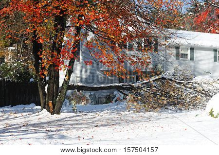 tree fallen down the road in snow storm
