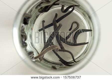 Hirudotherapy. Medical leeches in water before therapy