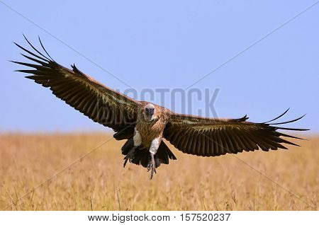 White backed vulture in landing photographed in Kenya