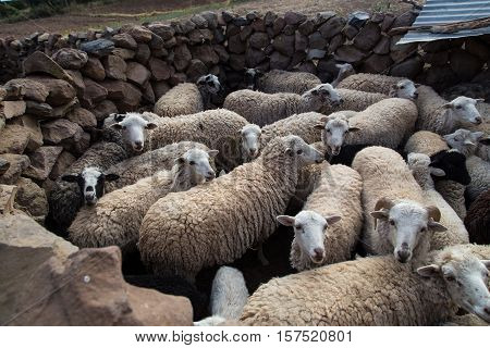 Sheep at Amantani Island (Isla Amantani), Peru