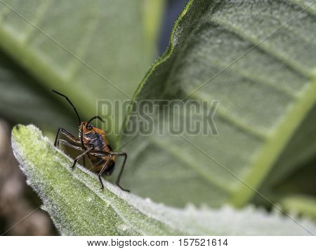 Lygaeidae are a family in the Hemiptera Milkweed bugs