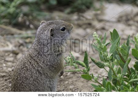 Ground squirrel standing on it's hind feet and looking around with a green bush.Yellowstone National Park