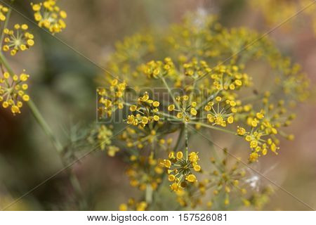 Macro photo of Dill (Anethum graveolens) flowers.