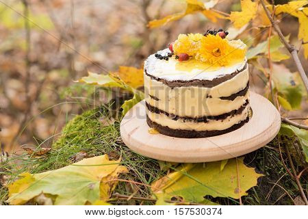 Beautiful cake with flowers, honey and berries outdoors