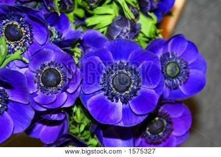 Vackra blå vallmo Fowers