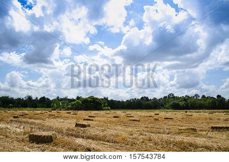 Pressed Straw bale left of harvest lying on a field with blue sky