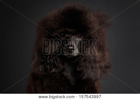 Close-up Portrait of Brown poodle dog looking in camera on gray background