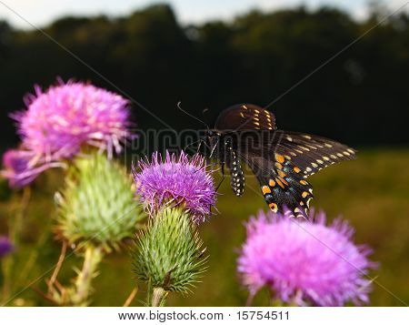 Black Macaone (Papilio polyxenes)