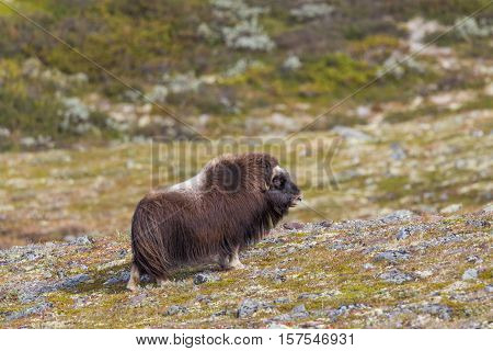 Female musk ox (Ovibos moschatus) standing in green and natural meadow