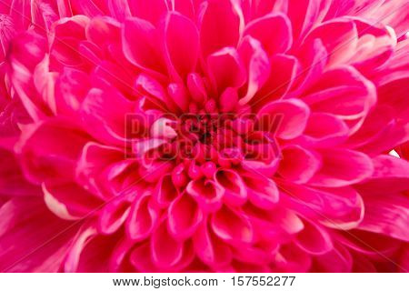 beautiful autumn chrysanthemum elegant summer flower close-up