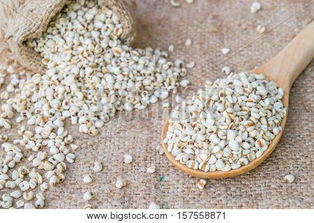 Job's tear seed dried wooden spoon on sack background