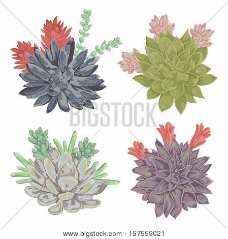 Succulents set. Collection decorative floral design elements for wedding invitations and birthday cards. Isolated elements. Vintage hand drawn vector illustration in watercolor style.
