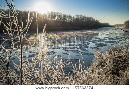 covered by rime plants on the banks of the freezing and foggy river